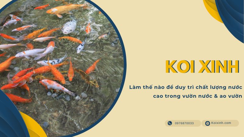 Làm Thế Nào để Duy Trì Chất Lượng Nước Cao Trong Vườn Nước & Ao Vườn Làm Thế Nào để Duy Trì Chất Lượng Nước Cao Trong Vườn Nước & Ao Vườn