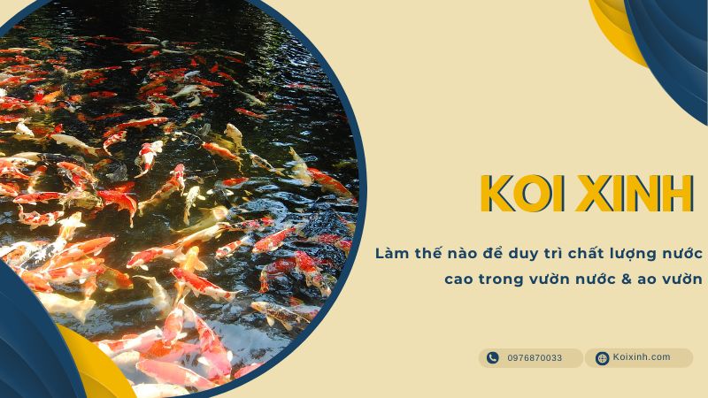 Làm Thế Nào để Duy Trì Chất Lượng Nước Cao Trong Vườn Nước & Ao Vườn Làm Thế Nào để Duy Trì Chất Lượng Nước Cao Trong Vườn Nước & Ao Vườn