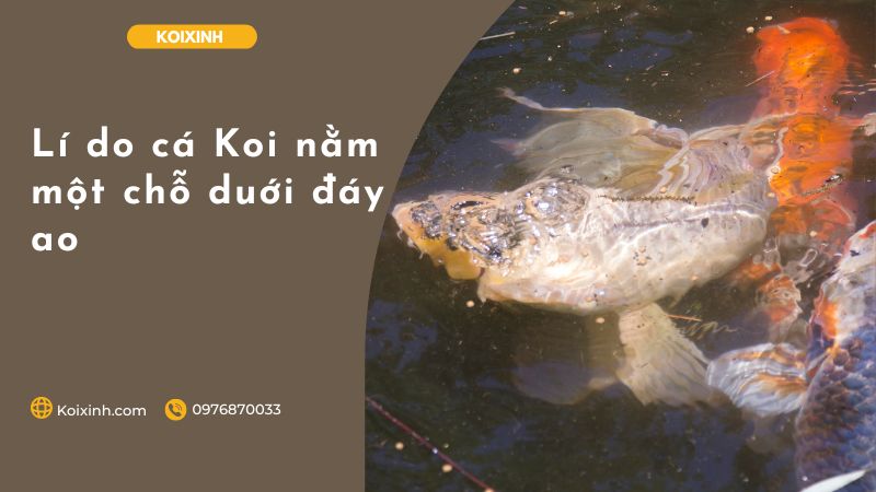 Lí Do Cá Koi Nằm Một Chỗ Duới đáy Ao Lí Do Cá Koi Nằm Một Chỗ Duới đáy Ao