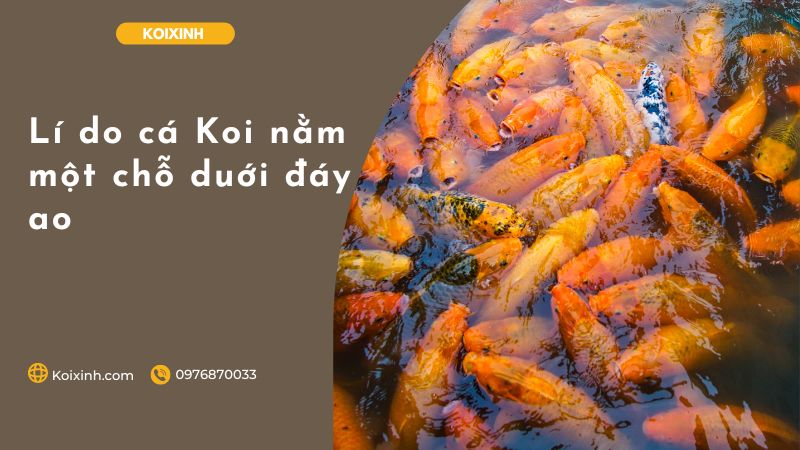 Lí Do Cá Koi Nằm Một Chỗ Duới đáy Ao