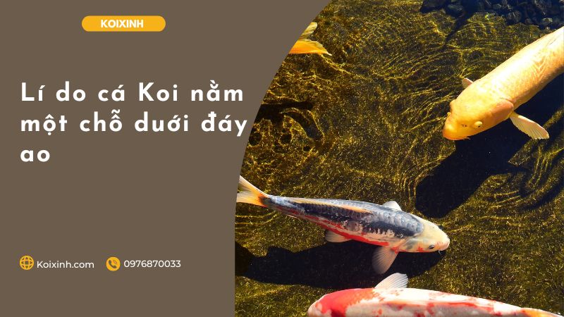 Lí Do Cá Koi Nằm Một Chỗ Duới đáy Ao Lí Do Cá Koi Nằm Một Chỗ Duới đáy Ao