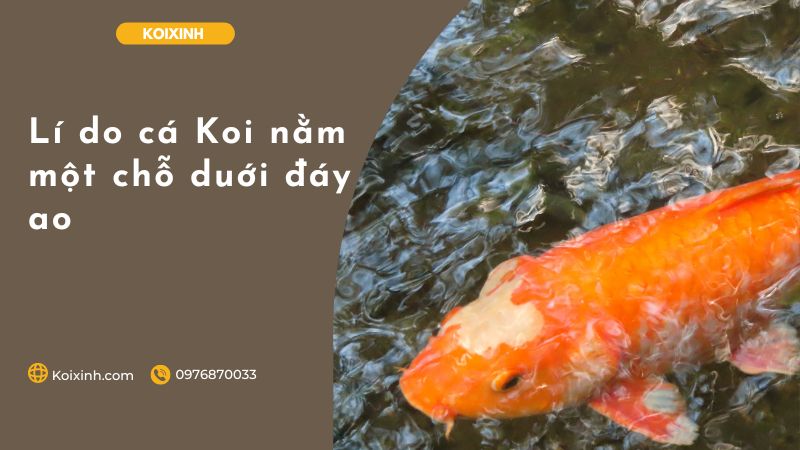 Lí Do Cá Koi Nằm Một Chỗ Duới đáy Ao Lí do cá Koi nằm một chỗ duới đáy ao