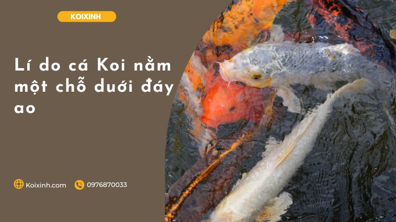 Lí Do Cá Koi Nằm Một Chỗ Duới đáy Ao Lí do cá Koi nằm một chỗ duới đáy ao