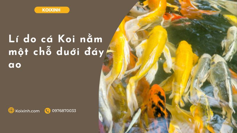 Lí Do Cá Koi Nằm Một Chỗ Duới đáy Ao Lí Do Cá Koi Nằm Một Chỗ Duới đáy Ao