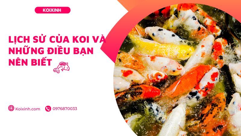 Lịch Sử Của Koi Và Những điều Bạn Nên Biết