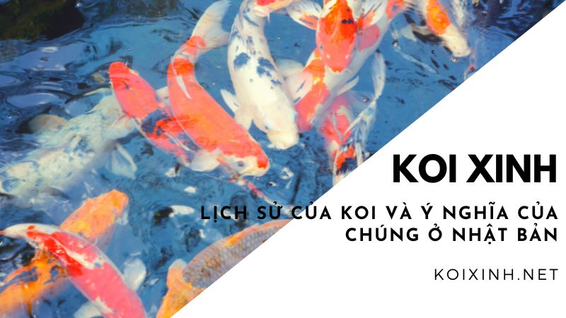 Lịch Sử Của Koi Và ý Nghĩa Của Chúng ở Nhật Bản Lịch Sử Của Koi Và ý Nghĩa Của Chúng ở Nhật Bản