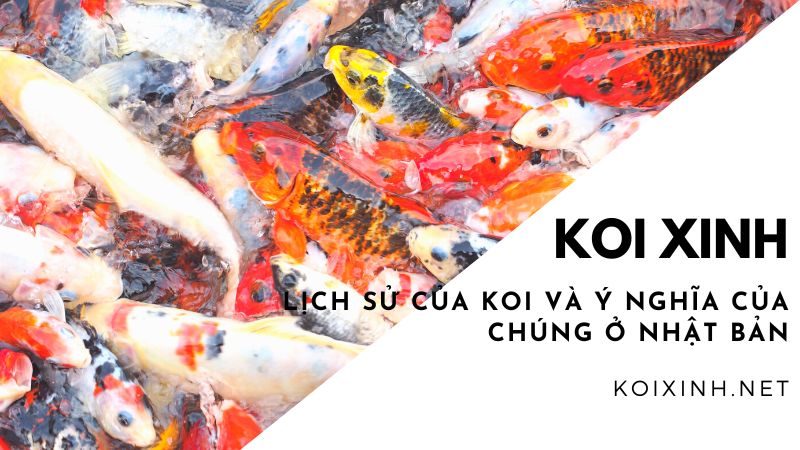Lịch Sử Của Koi Và ý Nghĩa Của Chúng ở Nhật Bản Lịch Sử Của Koi Và ý Nghĩa Của Chúng ở Nhật Bản