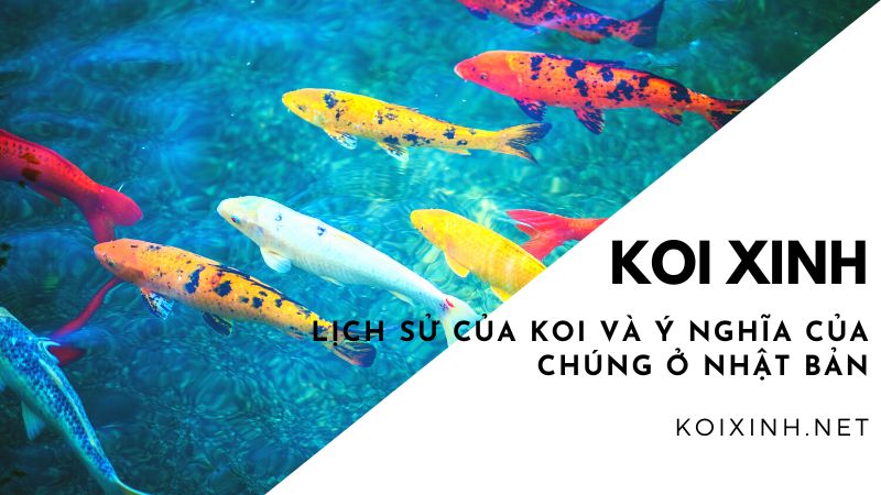 Lịch Sử Của Koi Và ý Nghĩa Của Chúng ở Nhật Bản Lịch Sử Của Koi Và ý Nghĩa Của Chúng ở Nhật Bản