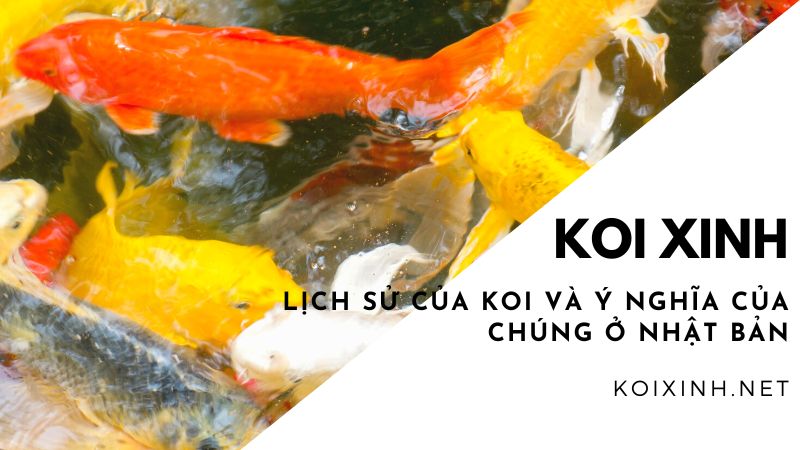 Lịch Sử Của Koi Và ý Nghĩa Của Chúng ở Nhật Bản Lịch Sử Của Koi Và ý Nghĩa Của Chúng ở Nhật Bản