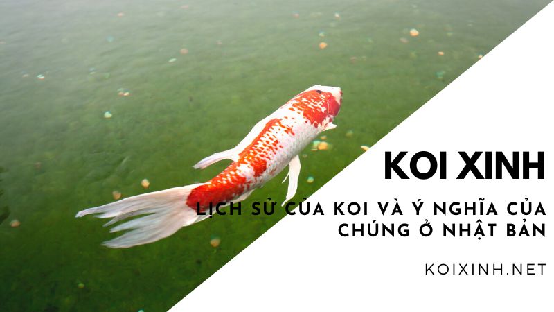 Lịch Sử Của Koi Và ý Nghĩa Của Chúng ở Nhật Bản Lịch Sử Của Koi Và ý Nghĩa Của Chúng ở Nhật Bản