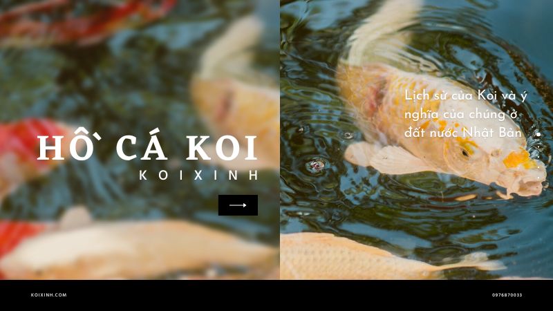 Lịch Sử Của Koi Và ý Nghĩa Của Chúng ở đất Nước Nhật Bản