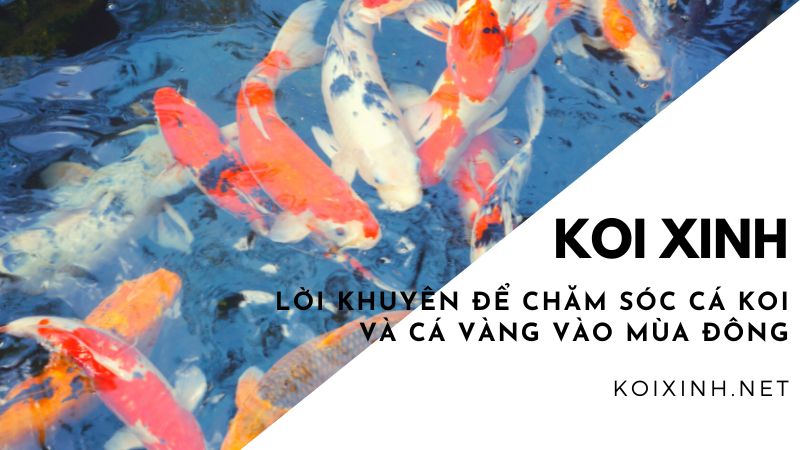Lời Khuyên để Chăm Sóc Cá Koi Và Cá Vàng Vào Mùa đông