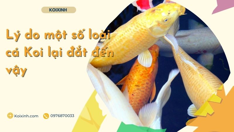 Lý Do Một Số Loài Cá Koi Lại đắt đến Vậy Lý Do Một Số Loài Cá Koi Lại đắt đến Vậy