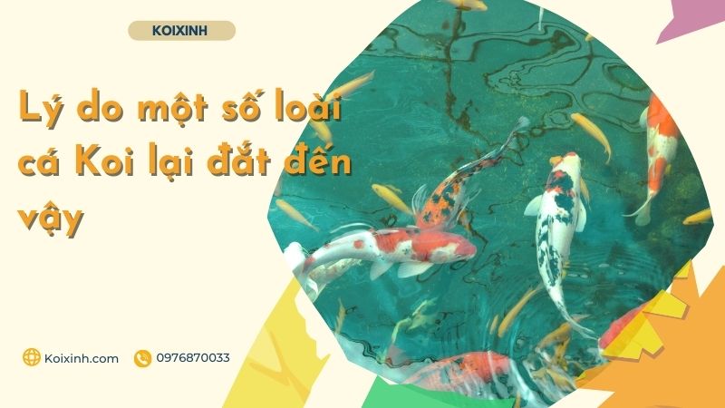 Lý Do Một Số Loài Cá Koi Lại đắt đến Vậy