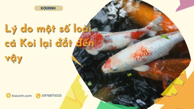Lý Do Một Số Loài Cá Koi Lại đắt đến Vậy Lý Do Một Số Loài Cá Koi Lại đắt đến Vậy