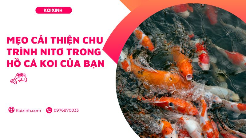 Mẹo Cải Thiện Chu Trình Nitơ Trong Hồ Cá Koi Của Bạn
