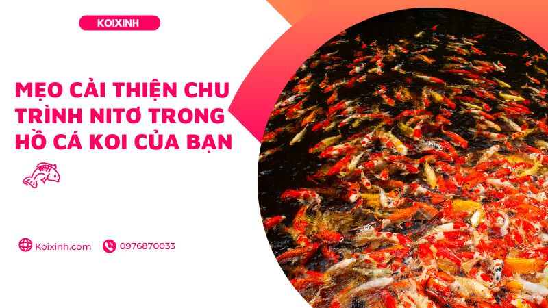 Mẹo Cải Thiện Chu Trình Nitơ Trong Hồ Cá Koi Của Bạn