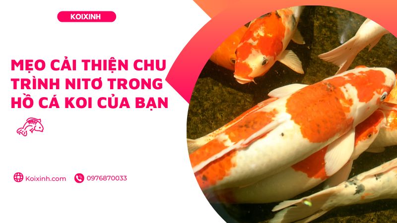 Mẹo Cải Thiện Chu Trình Nitơ Trong Hồ Cá Koi Của Bạn