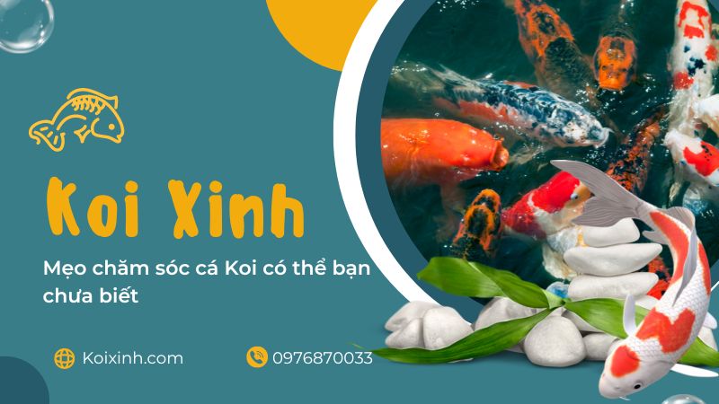 Mẹo Chăm Sóc Cá Koi Có Thể Bạn Chưa Biết Mẹo Chăm Sóc Cá Koi Có Thể Bạn Chưa Biết
