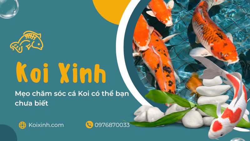 Mẹo Chăm Sóc Cá Koi Có Thể Bạn Chưa Biết Mẹo Chăm Sóc Cá Koi Có Thể Bạn Chưa Biết
