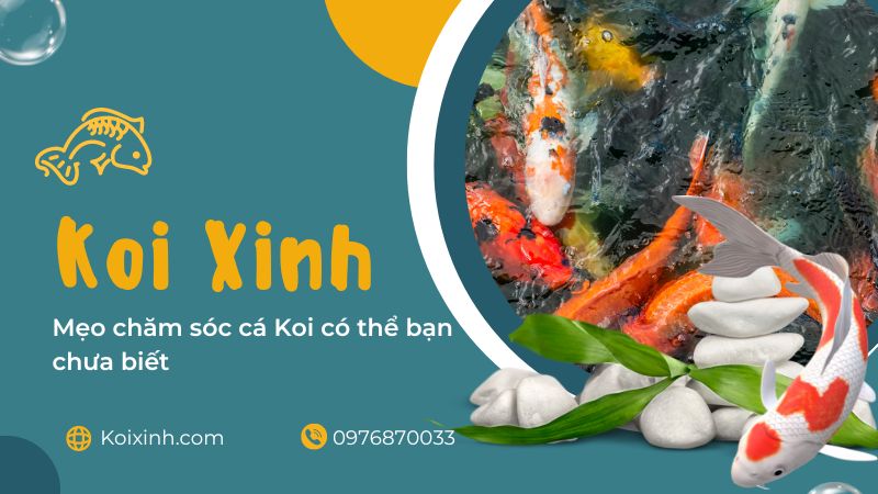Mẹo Chăm Sóc Cá Koi Có Thể Bạn Chưa Biết Mẹo Chăm Sóc Cá Koi Có Thể Bạn Chưa Biết