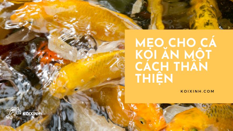 Mẹo Cho Cá Koi ăn Một Cách Thân Thiện Mẹo Cho Cá Koi ăn Một Cách Thân Thiện