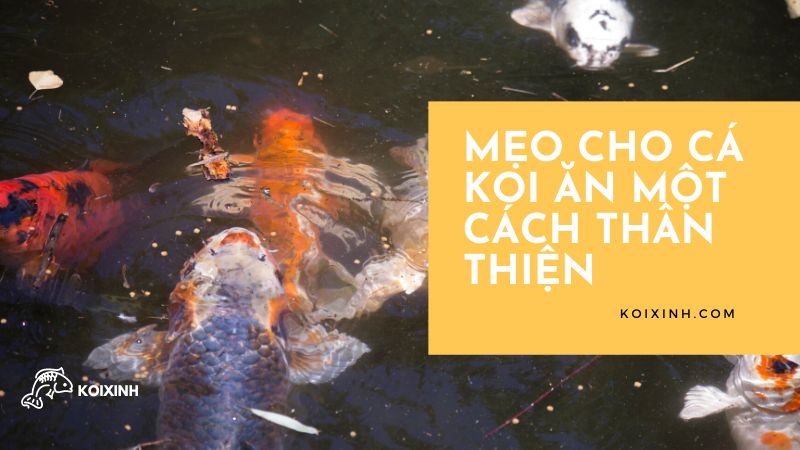 Mẹo Cho Cá Koi ăn Một Cách Thân Thiện Mẹo Cho Cá Koi ăn Một Cách Thân Thiện