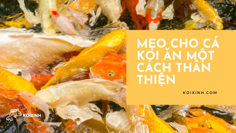 Mẹo Cho Cá Koi ăn Một Cách Thân Thiện