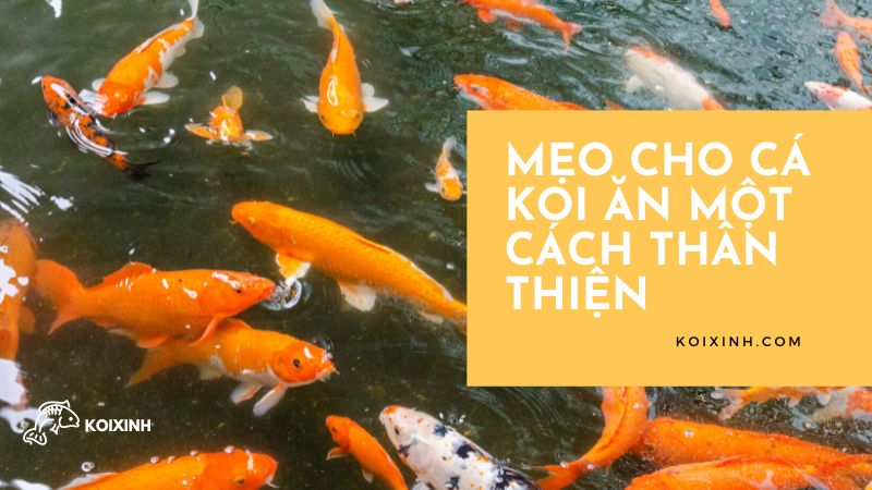Mẹo Cho Cá Koi ăn Một Cách Thân Thiện Mẹo Cho Cá Koi ăn Một Cách Thân Thiện