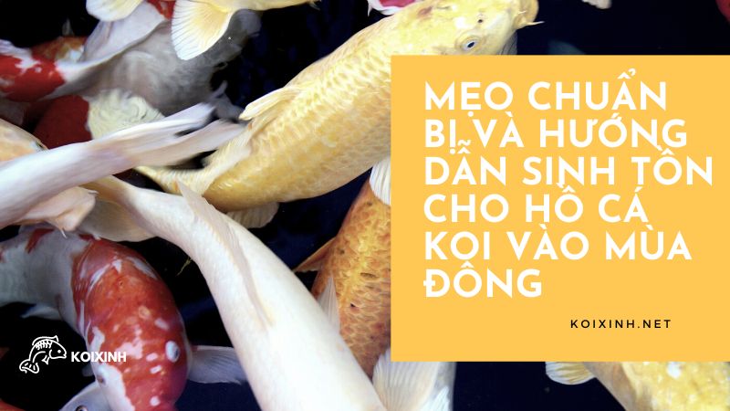 Hồ cá Koi vào mùa đông: Hướng dẫn sinh tồn và những mẹo cần biết Hồ cá Koi vào mùa đông: Hướng dẫn sinh tồn và những mẹo cần biết