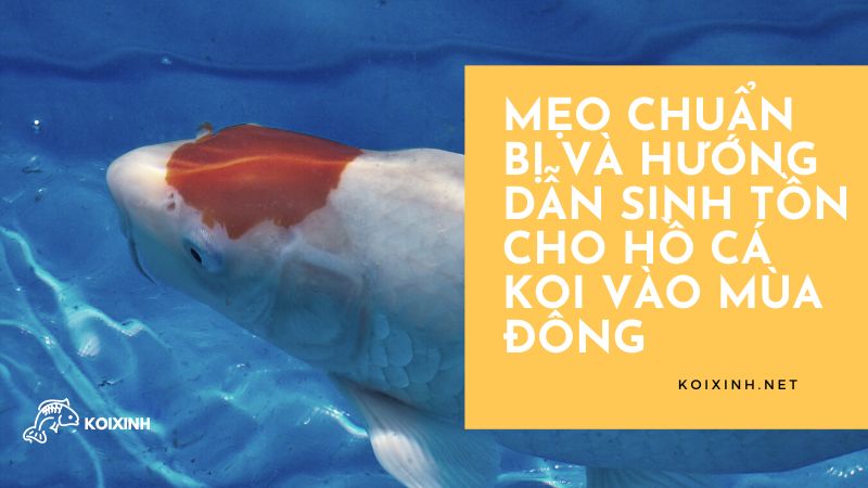 Hồ cá Koi vào mùa đông: Hướng dẫn sinh tồn và những mẹo cần biết Hồ cá Koi vào mùa đông: Hướng dẫn sinh tồn và những mẹo cần biết