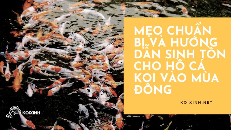 Mẹo Chuẩn Bị Và Hướng Dẫn Sinh Tồn Cho Hồ Cá Koi Vào Mùa đông