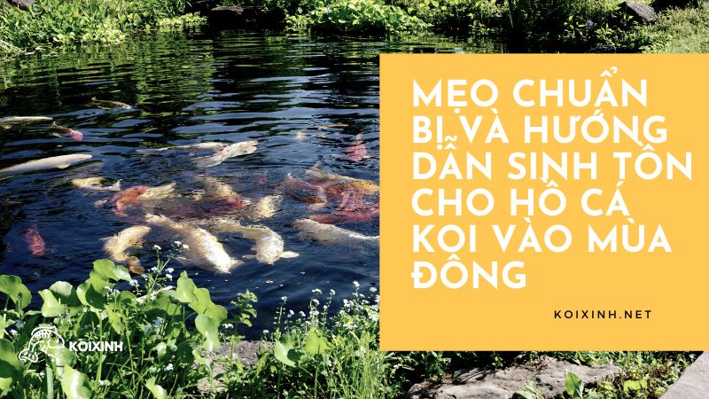Mẹo Chuẩn Bị Và Hướng Dẫn Sinh Tồn Cho Hồ Cá Koi Vào Mùa đông Giữ cá Koi của bạn trong hồ vào mùa đông