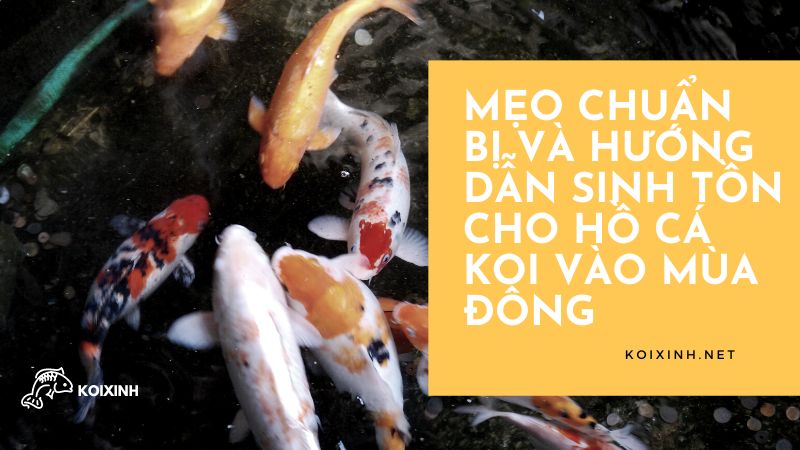 Xây dựng một nhà kính để che phủ hồ cá Xây dựng một nhà kính để che phủ hồ cá