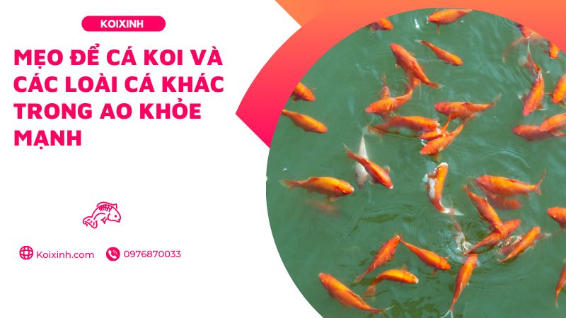 Mẹo để Cá Koi Và Các Loài Cá Khác Trong Ao Khỏe Mạnh
