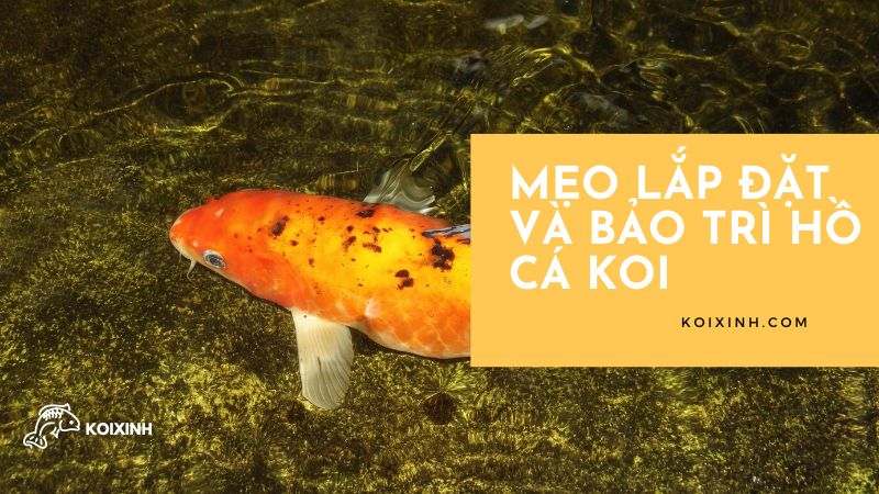 Mẹo Lắp đặt Và Bảo Trì Hồ Cá Koi