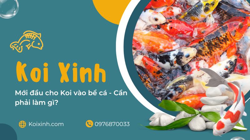Mới đầu Cho Koi Vào Bể Cá – Cần Phải Làm Gì?