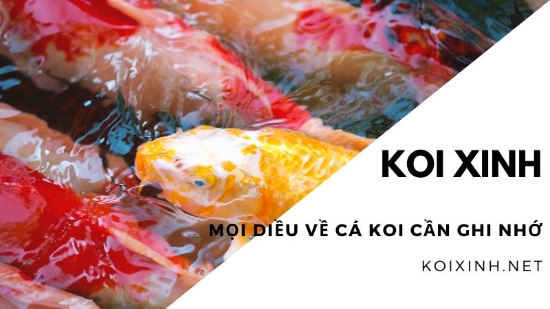Mọi điều Về Cá Koi Cần Ghi Nhớ
