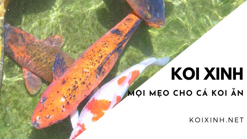 Mọi Mẹo Cho Cá Koi ăn