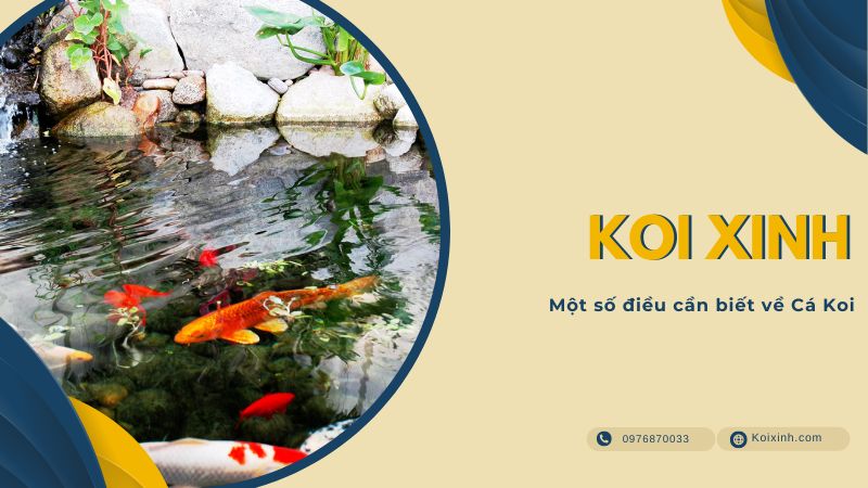 Một Số điều Cần Biết Về Cá Koi Một Số điều Cần Biết Về Cá Koi
