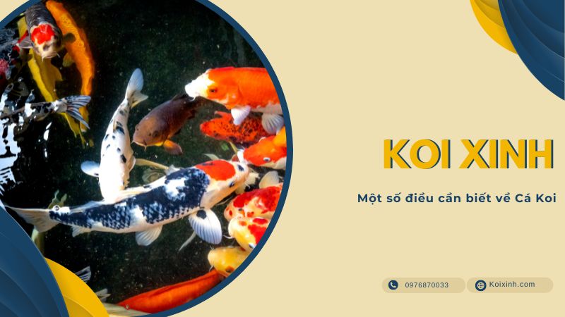 Một Số điều Cần Biết Về Cá Koi Ngăn chặn sự lan rộng của cá Chép Koi