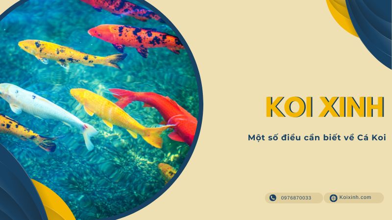 Một Số điều Cần Biết Về Cá Koi Các phương án kiểm soát