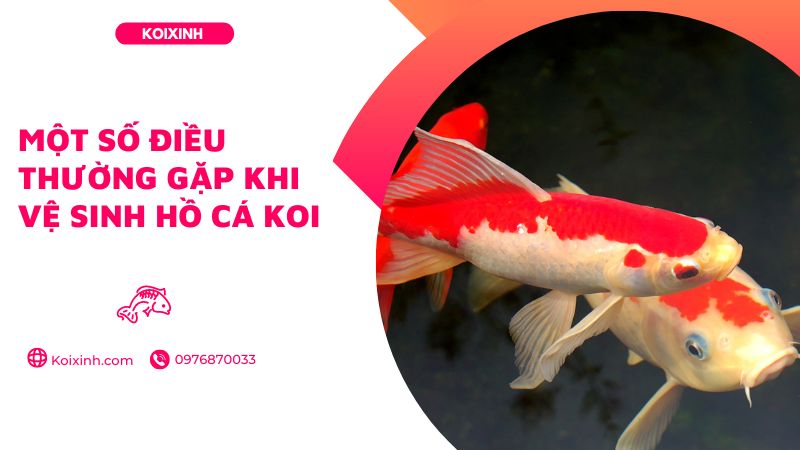 Một Số điều Thường Gặp Khi Vệ Sinh Hồ Cá Koi Một Số điều Thường Gặp Khi Vệ Sinh Hồ Cá Koi