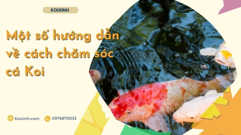 Một Số Hướng Dẫn Về Cách Chăm Sóc Cá Koi Một Số Hướng Dẫn Về Cách Chăm Sóc Cá Koi