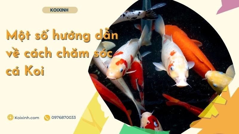 Một Số Hướng Dẫn Về Cách Chăm Sóc Cá Koi Một Số Hướng Dẫn Về Cách Chăm Sóc Cá Koi