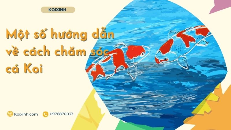 Một Số Hướng Dẫn Về Cách Chăm Sóc Cá Koi