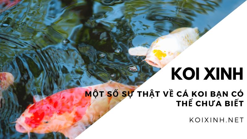 Một Số Sự Thật Về Cá Koi Bạn Có Thể Chưa Biết