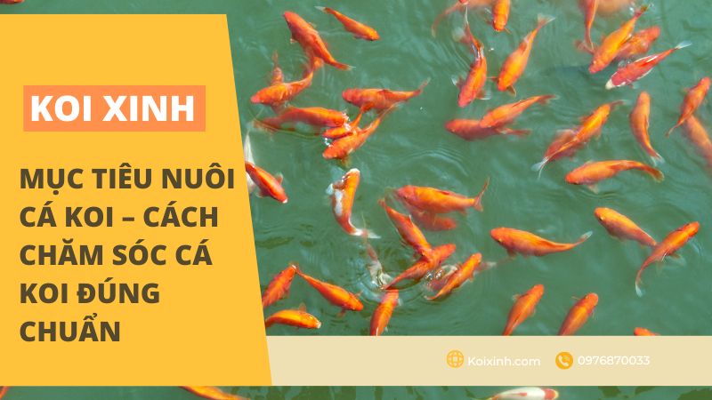 Trứng cá trông như thế nào?