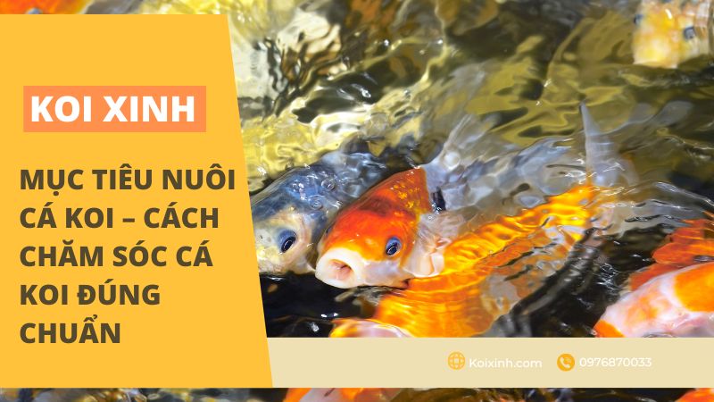 Thức ăn sống cho cá Koi