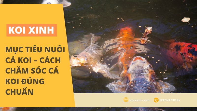 Sau bao lâu thì cá Koi lại đẻ trứng một lần?